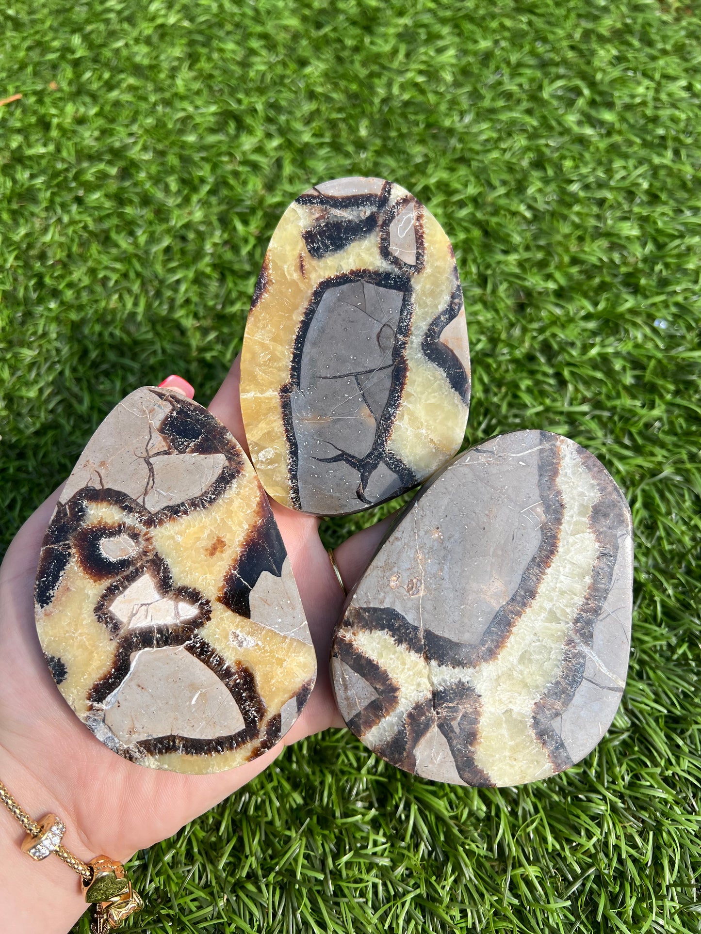 Septarian slices