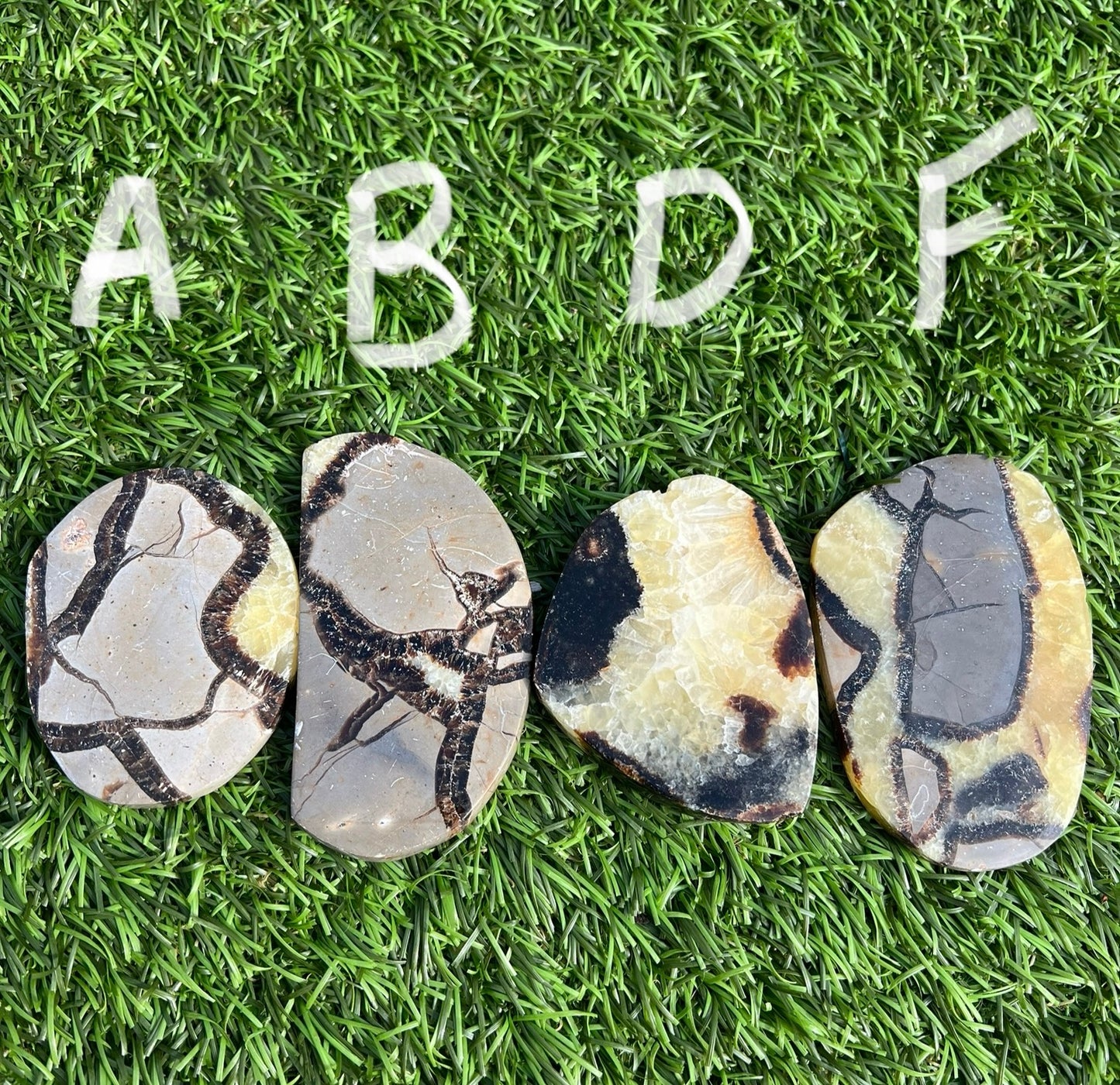Septarian slices