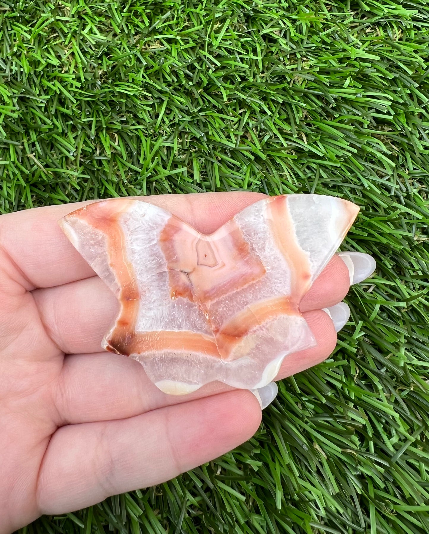 Carnelian butterfly